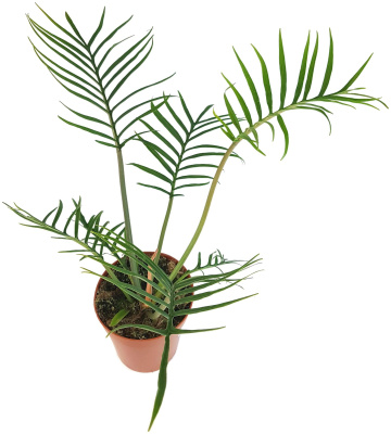 Филодендрон Тортум